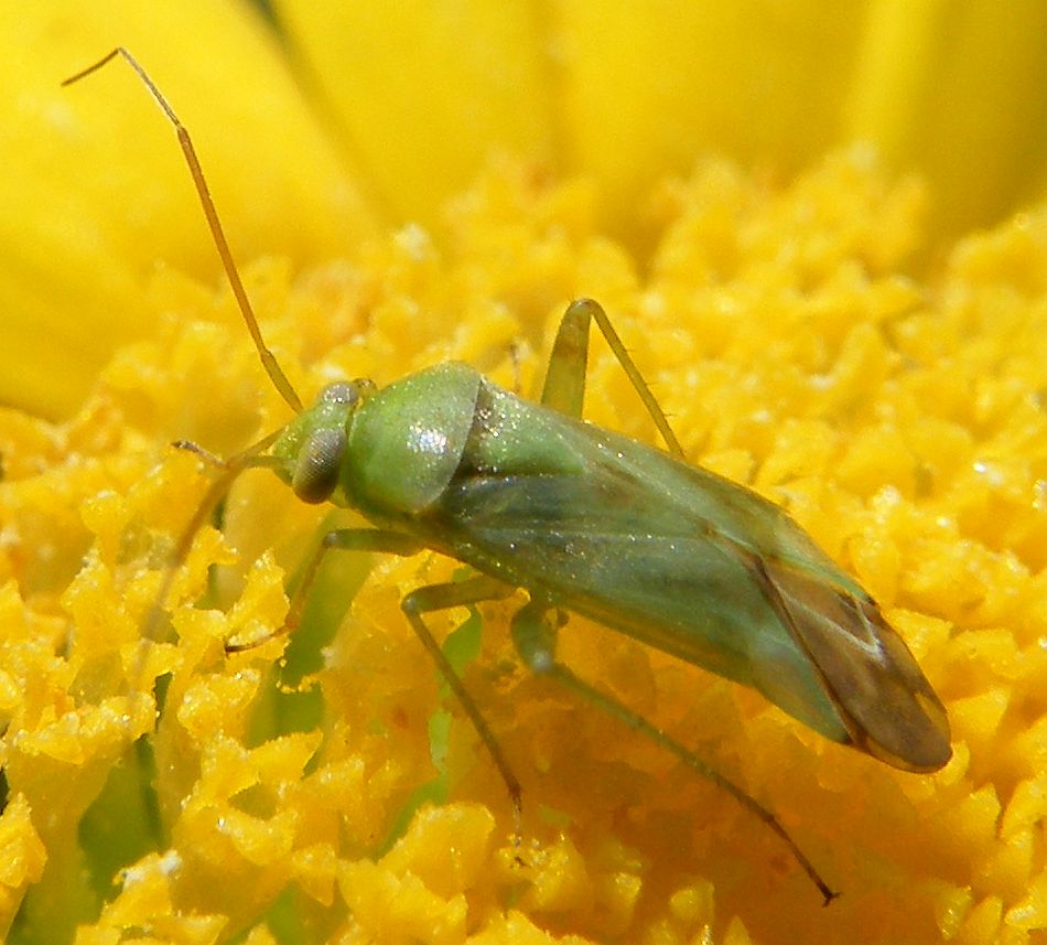 Closterotomus norwegicus?