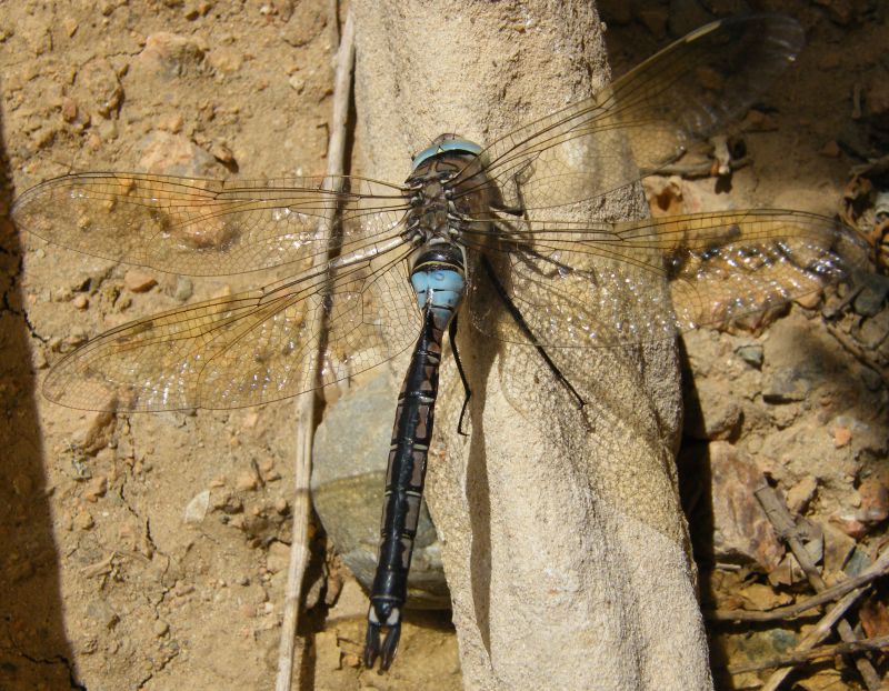 Anax parthenope sfortunato... e fuori tempo massimo