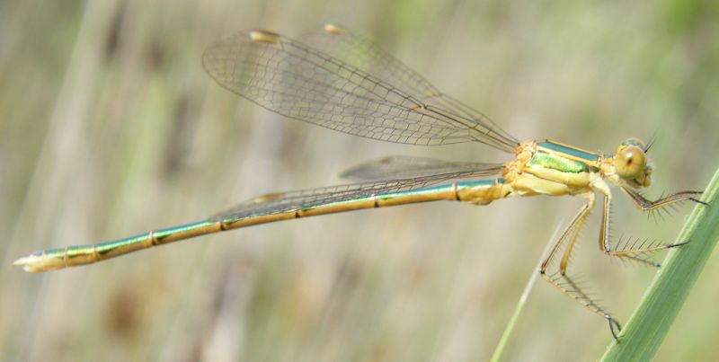 Lestes?