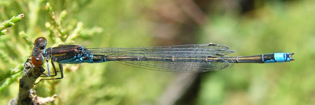 Libellula da determinare - Erythromma viridulum