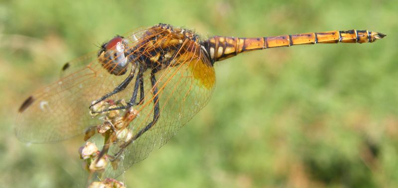 Trithemis annulata? - S