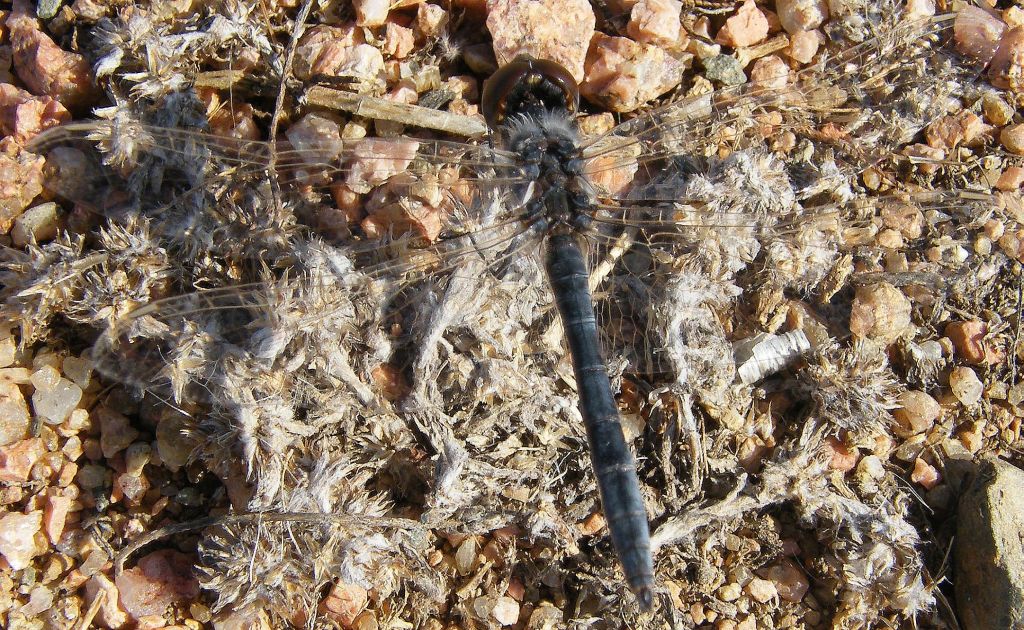 Orthetrum (coerulescens) anceps? no, Selysiothemis!