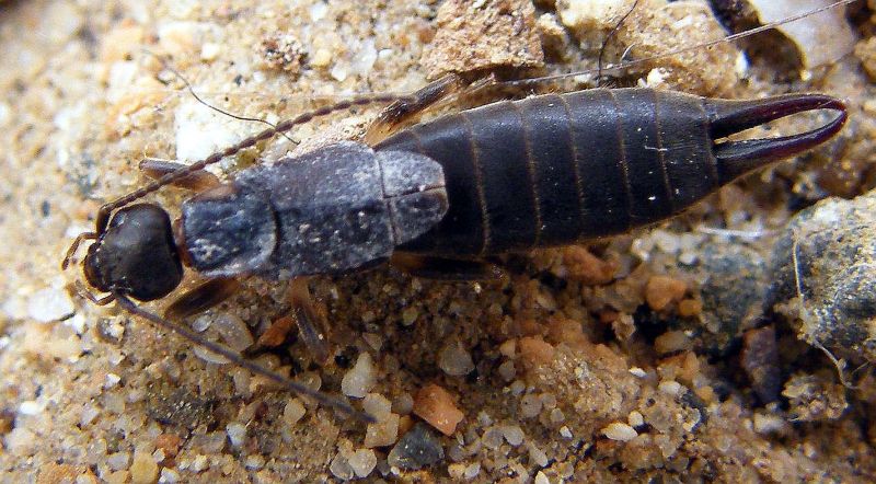 Nala lividipes