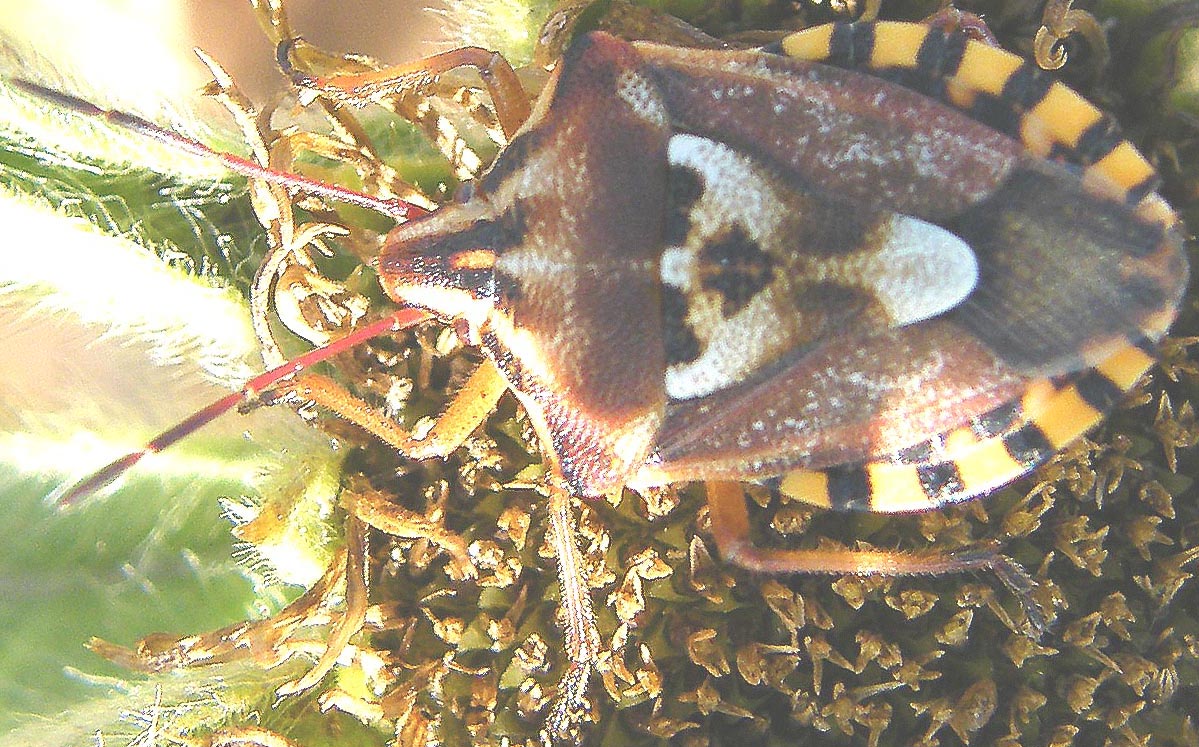 Pentatomidae: Codophila varia del Cagliaritano