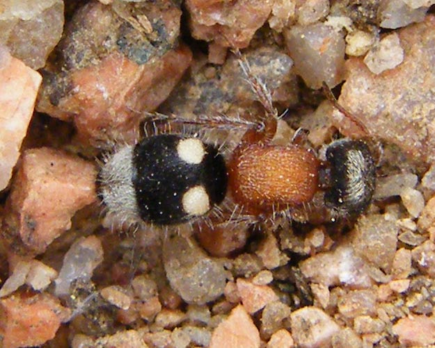 Blakeius chiesii chiesii (Mutillidae)