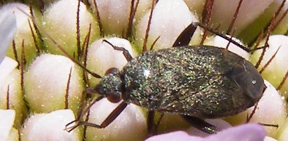 Piccolo eterottero su Scabiosa:  Heterocordylus tibialis