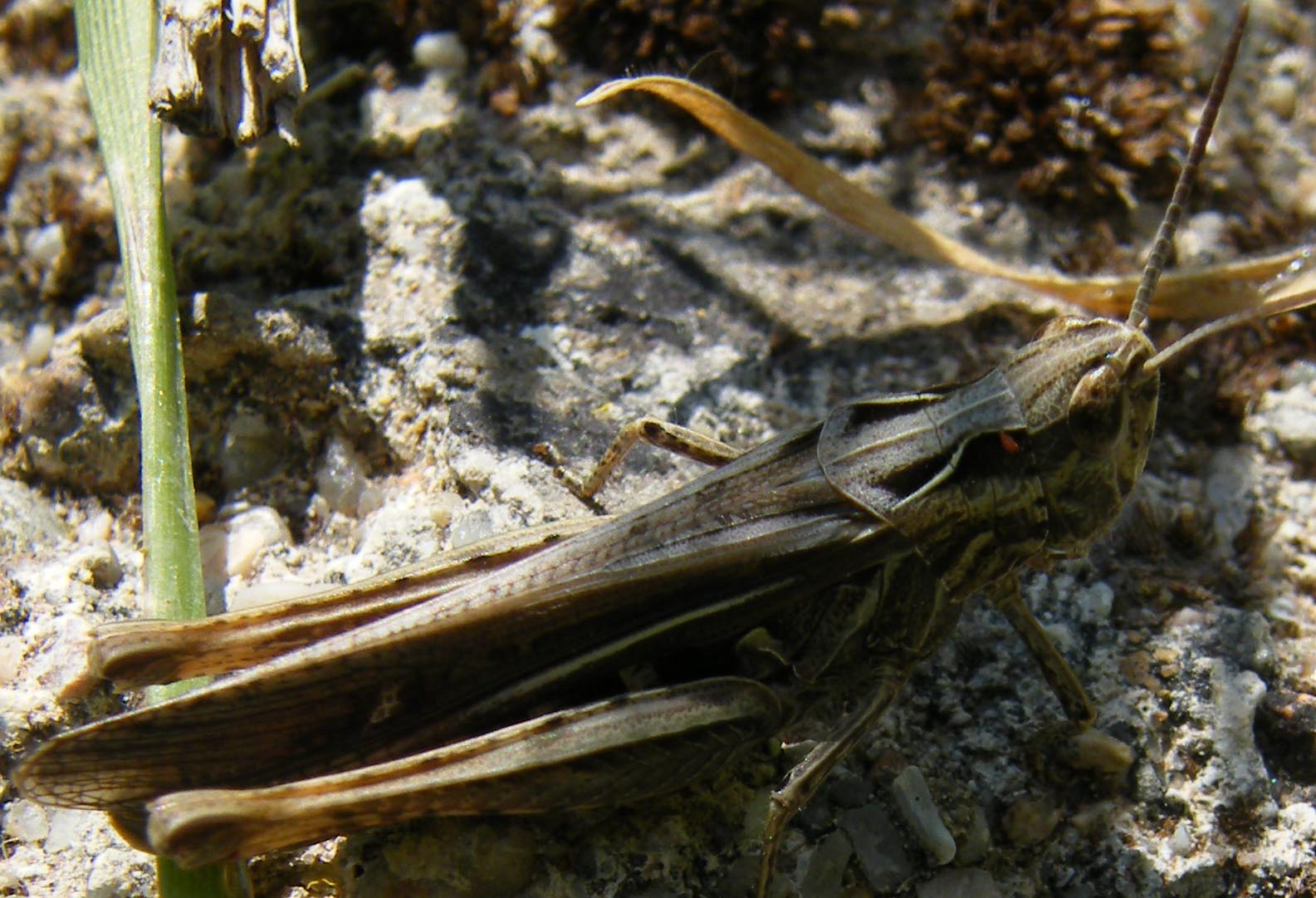 Chorthippus (Glyptobothrus) brunneus