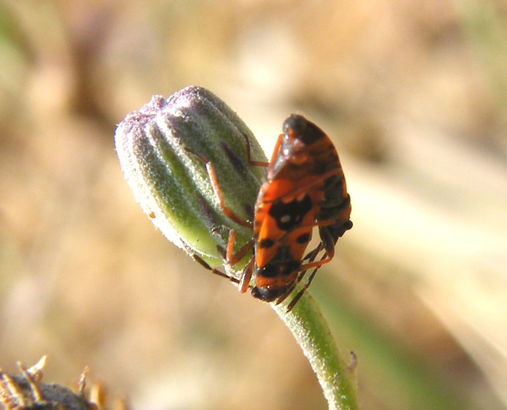 Lygaeidae: Horvathiolus gibbicollis delle saline di Cagliari