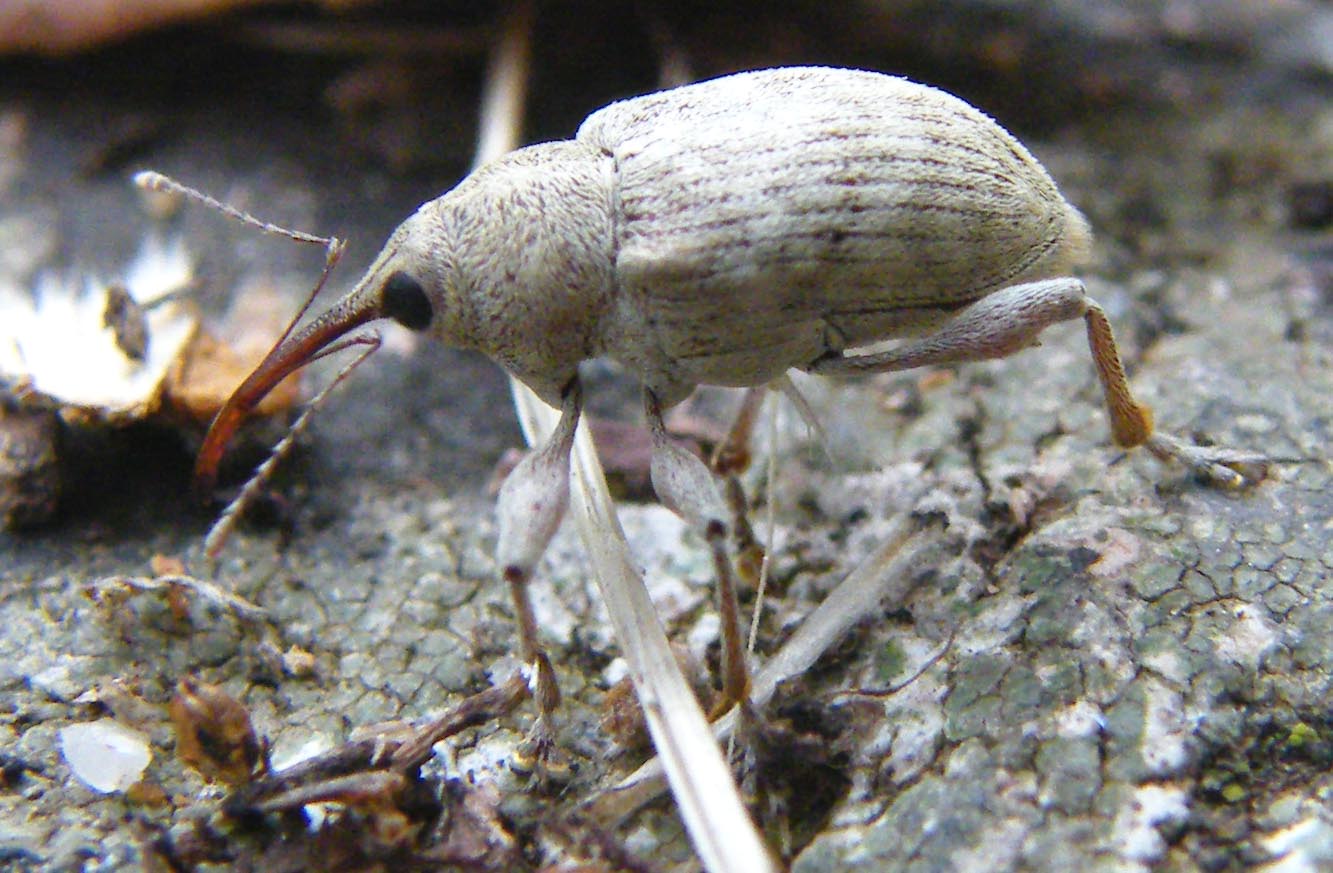 Curculio elephas?