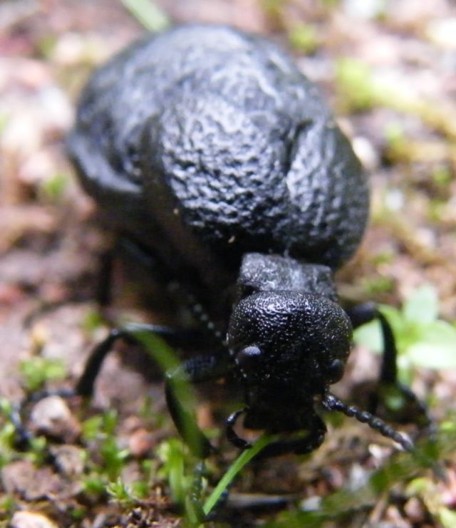 Meloe da identificare: Meloe cf mediterraneus