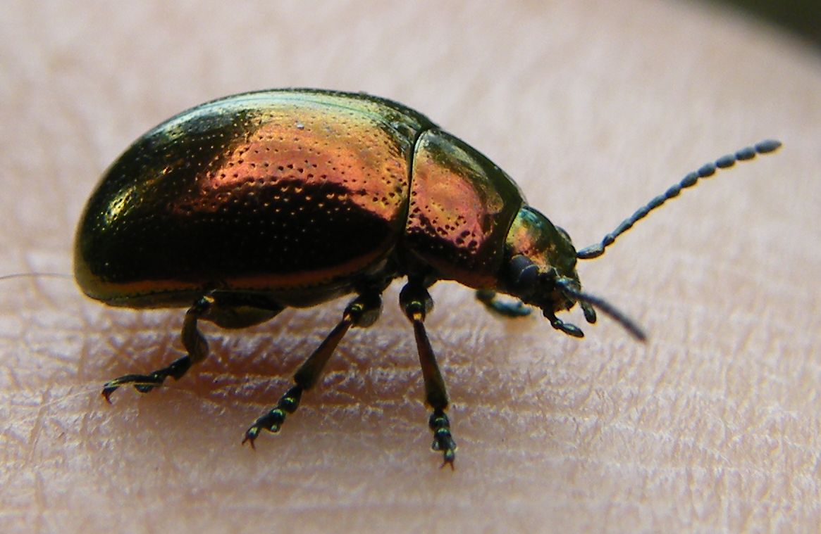 Chrysolina herbacea? No, C. viridana