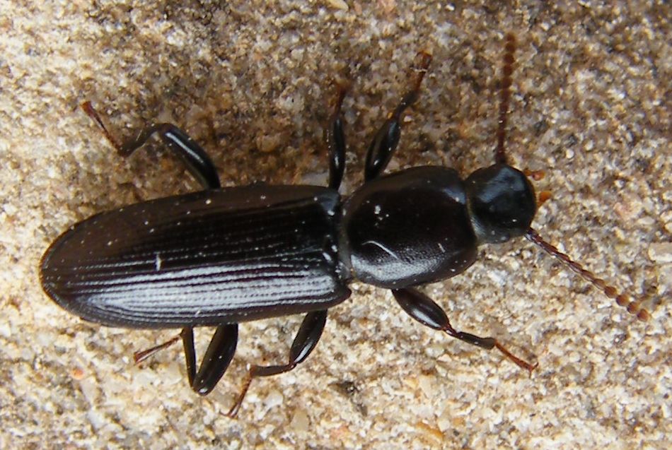 Centorus elongatus elongatus