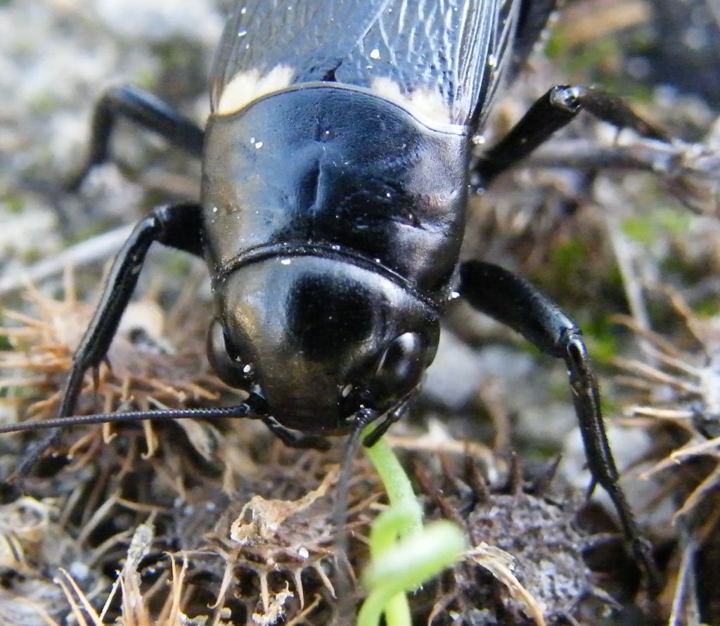 Femmina di Gryllus bimaculatus
