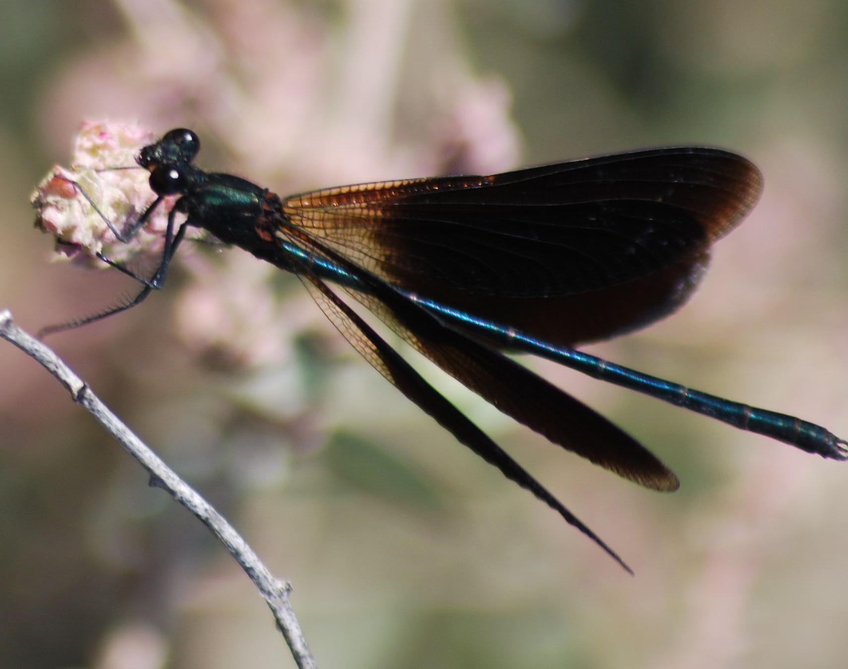 Calopteryx haemorrhoidalis maschio?