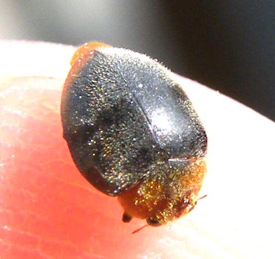 Coccinellide da determinare - Cryptolaemus montrouzieri