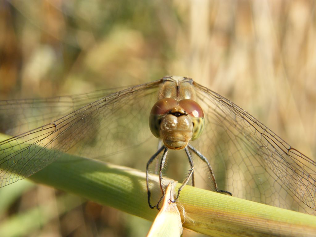 Ancora Sympetrum striolatum... e meridionale