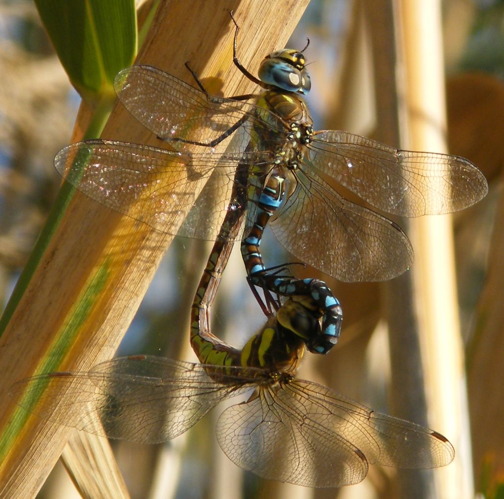 Aeshna mixta in copula