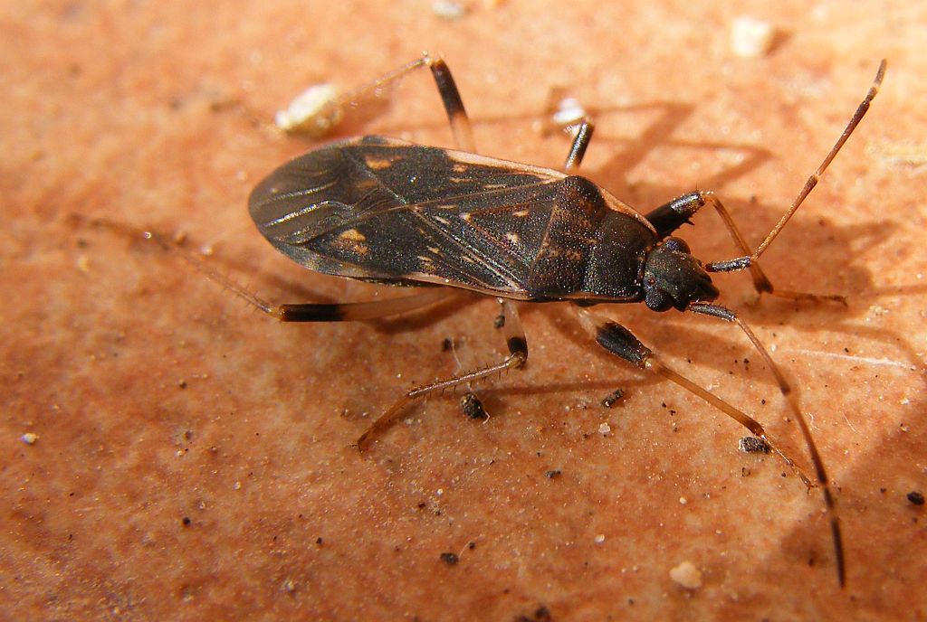 Lygaeidae: Dieuches armatipes (forma scura) della Sardegna