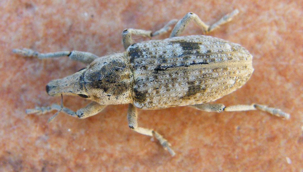 Curculionide da determinare