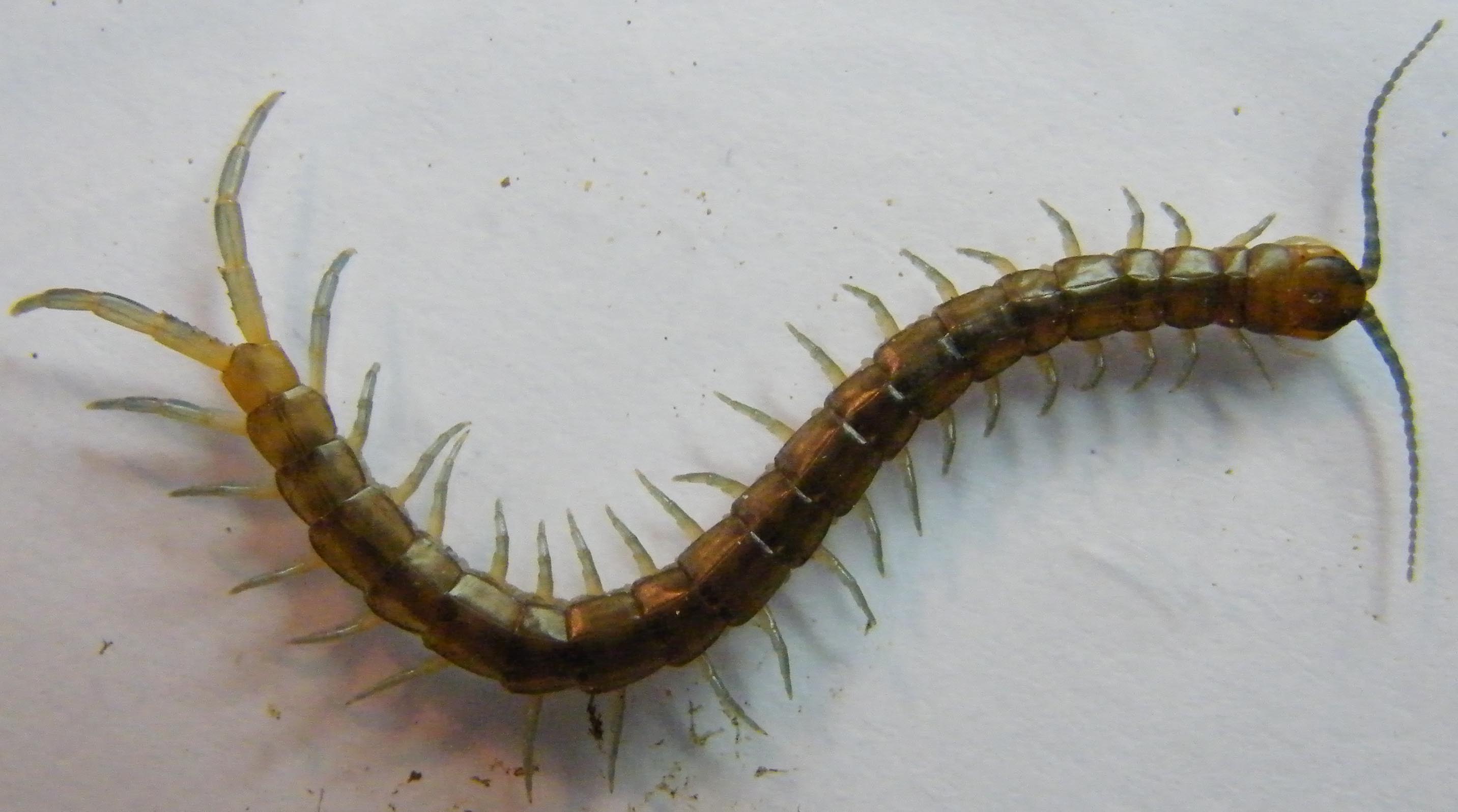 Scolopendra oraniensis sarda