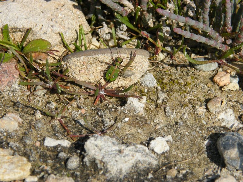 Cicindela campestris corsicana di Cagliari