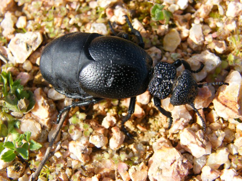 Meloe tuccius del Parco di Molentargius