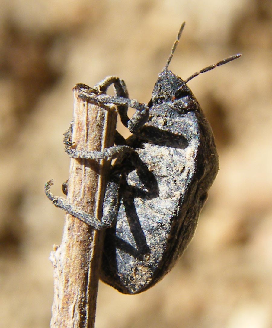 Scutelleridae: Psacasta cf exanthematica della Sardegna (CA)