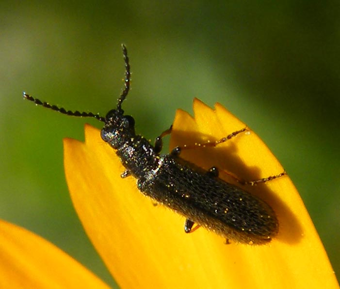 Melyride della Sardegna