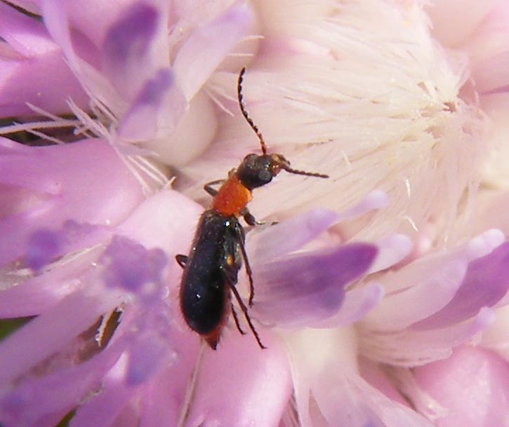 Ebaeus? No, Attalus sp.