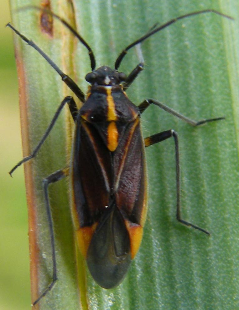 Miridae: Horistus orientalis su asfodelo