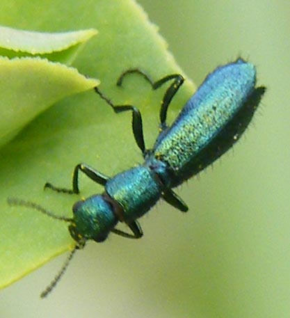 Dasytidi verde metallizzati