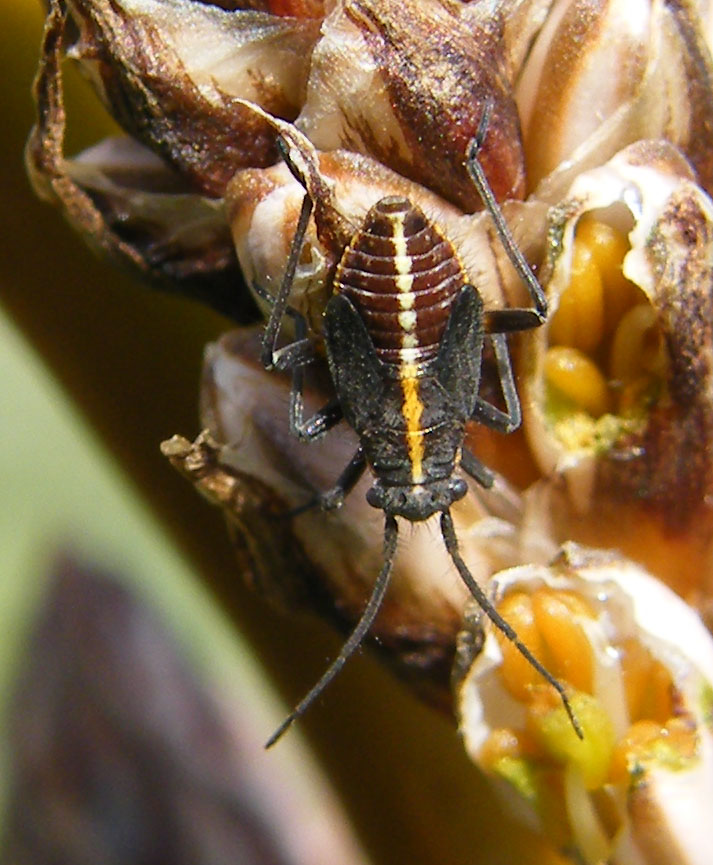 Miridae: Horistus orientalis su asfodelo