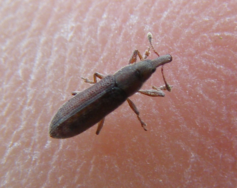 Curculionide da determinare