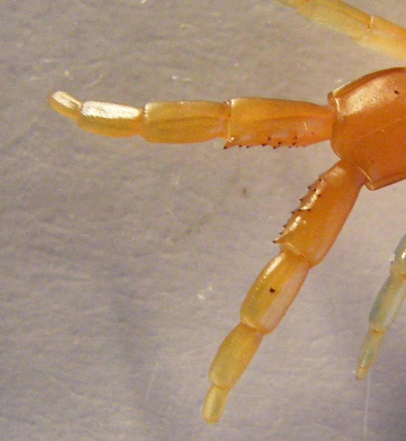 Scolopendra arancione di Cagliari (Scolopendra oraniensis)