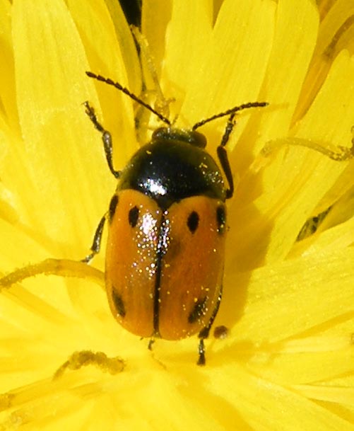 Cryptocephalus rugicollis