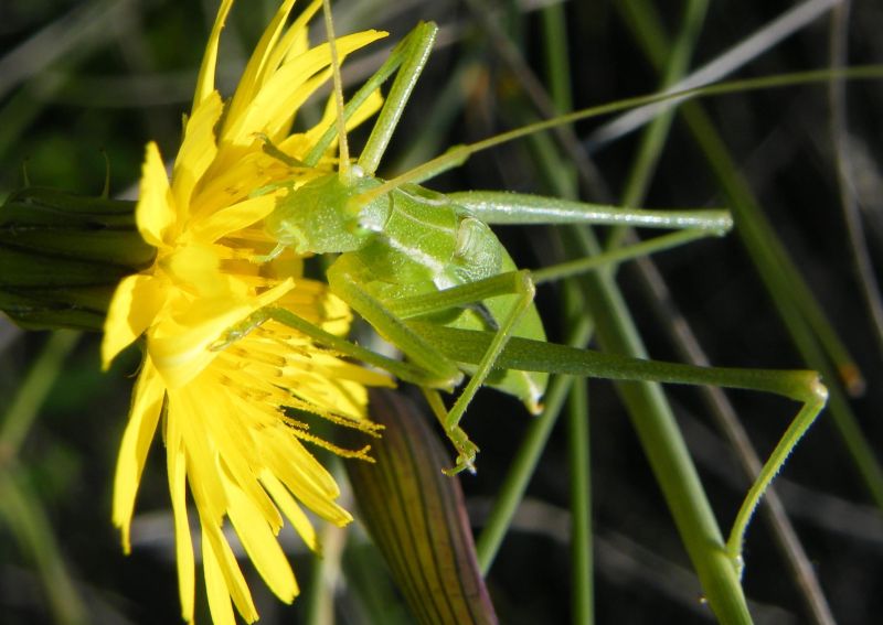 Phaneropteridae: Odontura cfr. calaritana