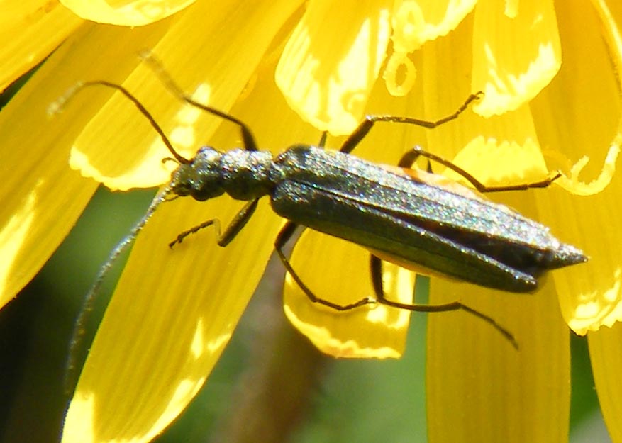 Oedemeride da identificare