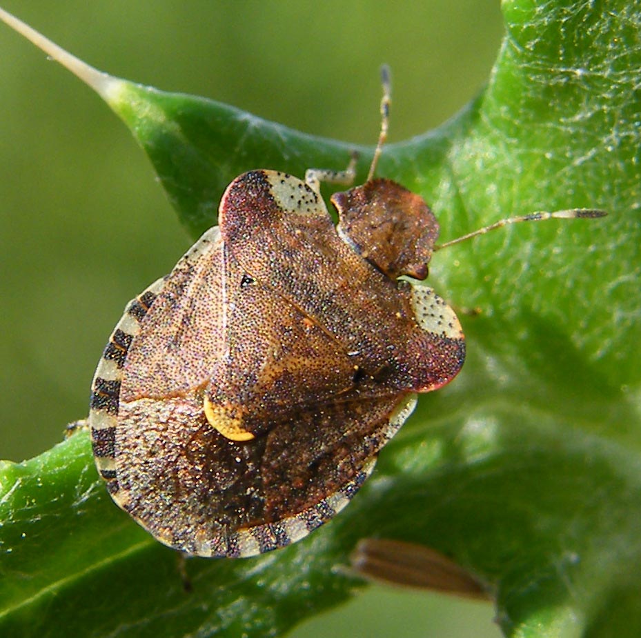 Pentatomidae: Dyroderes umbraculatus