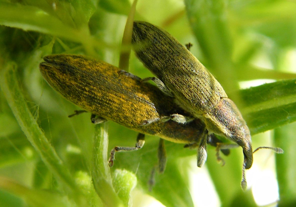 Curculionidi da identificare: Lixus cfr. filiformis