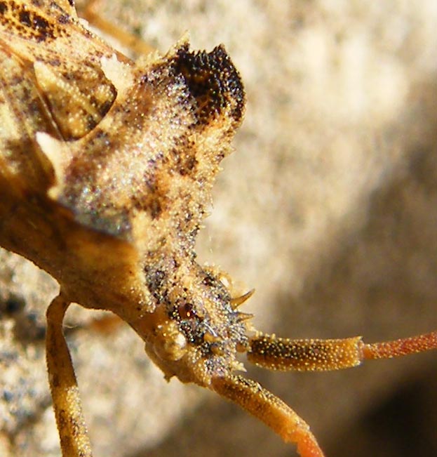 Centrocoris spiniger?
