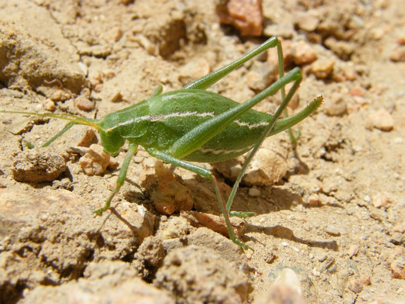 Odontura cfr. calaritana femmina