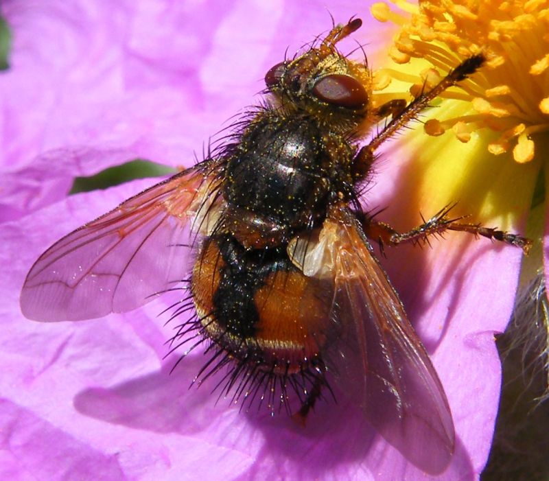 Tachina cf. magnicornis (Tachinidae)