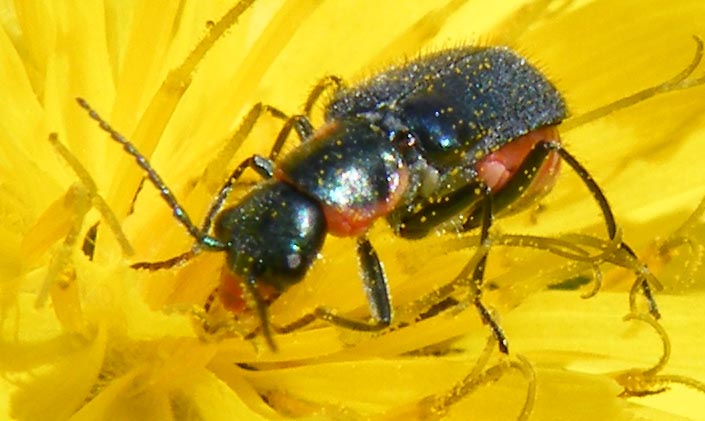 Clanoptilus (ex Malachius) sardous