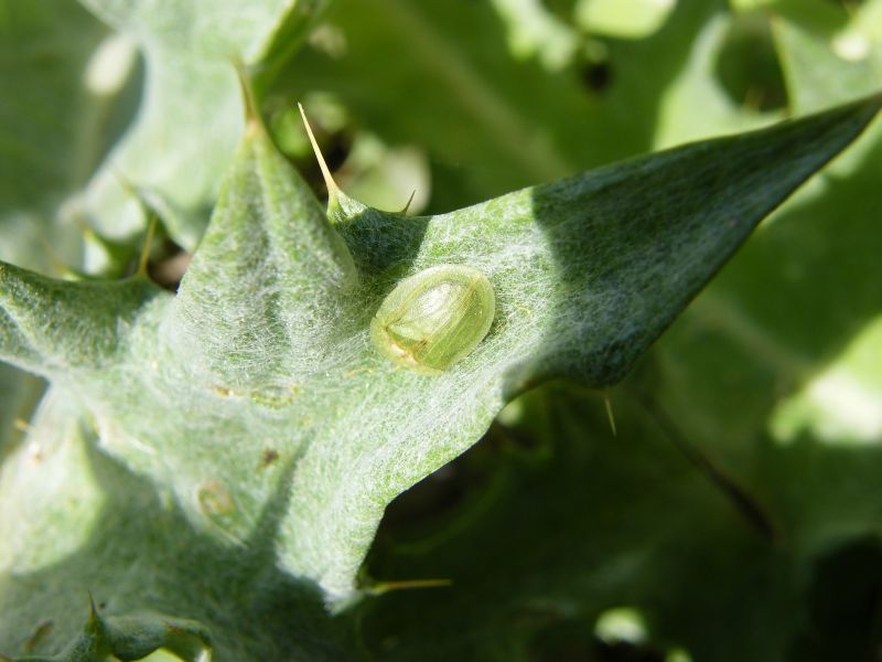 Cassida deflorata