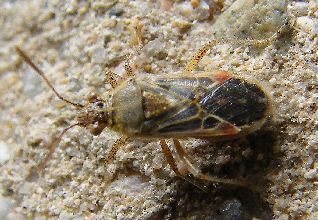 Rhopalidae: Liorhyssus hyalinus di Sardegna (Cagliari)