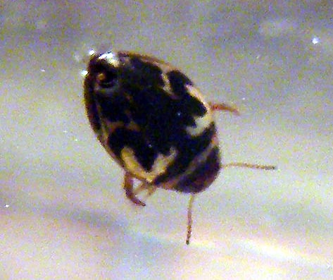 Hygrotus inaequalis (Dytiscidae)