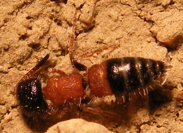 Paramyrmosa brunnipes (Mutillidae), dalla Sardegna