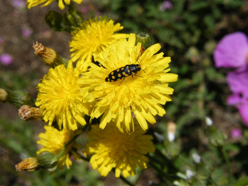 Acmaeodera prunneri