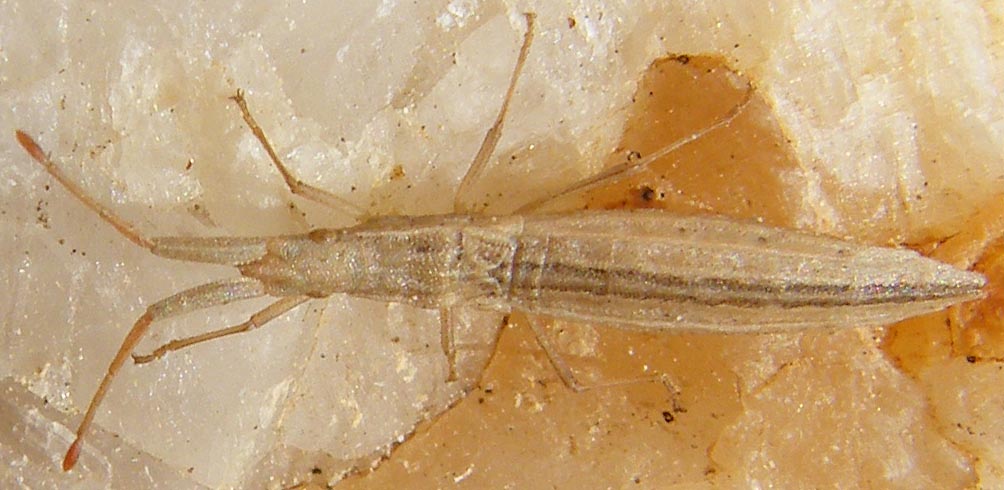 Coreidae: Prionotylus brevicornis della Sardegna