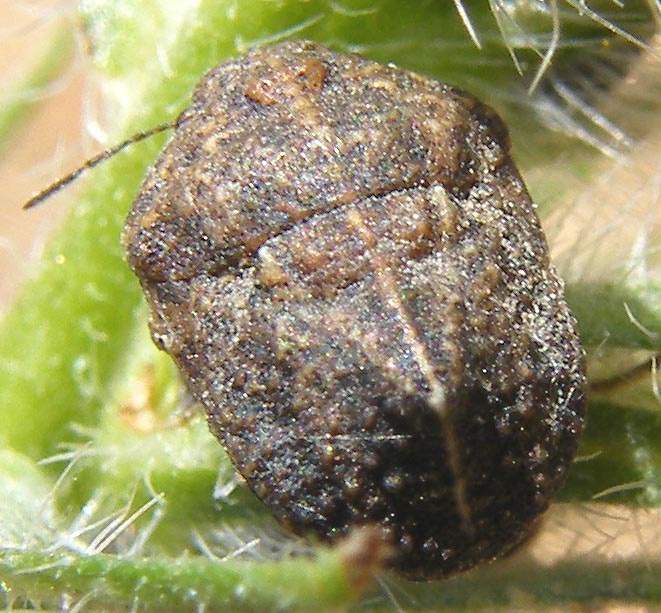 Scutelleridae: Psacasta tuberculata della Sardegna